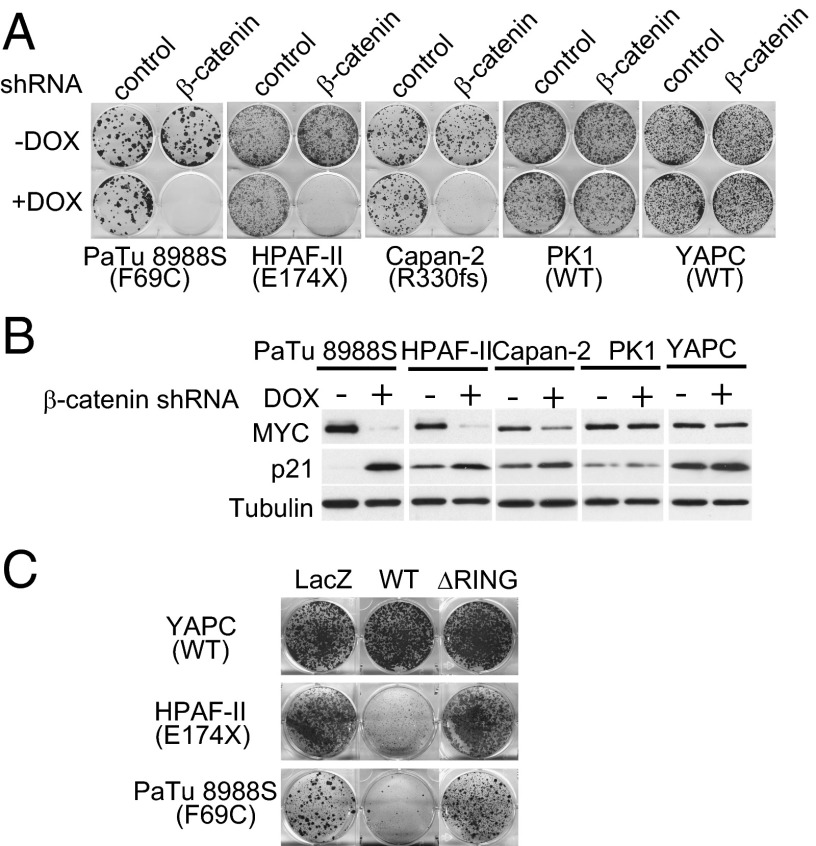 Fig. 5.