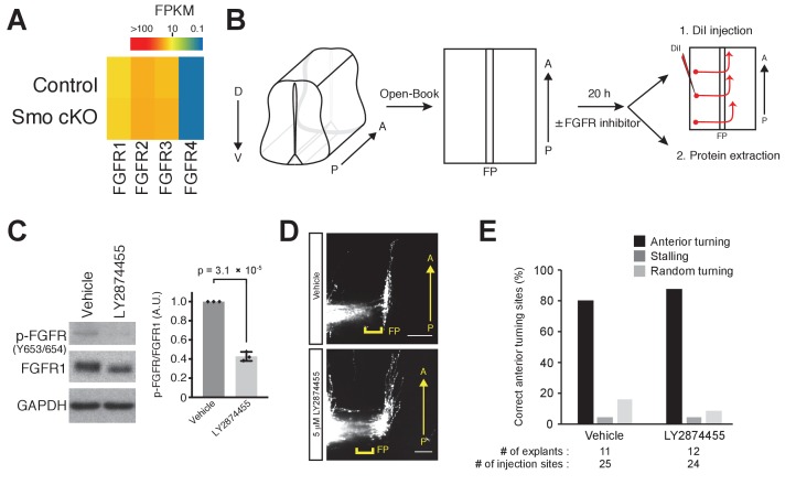 Figure 5—figure supplement 1.