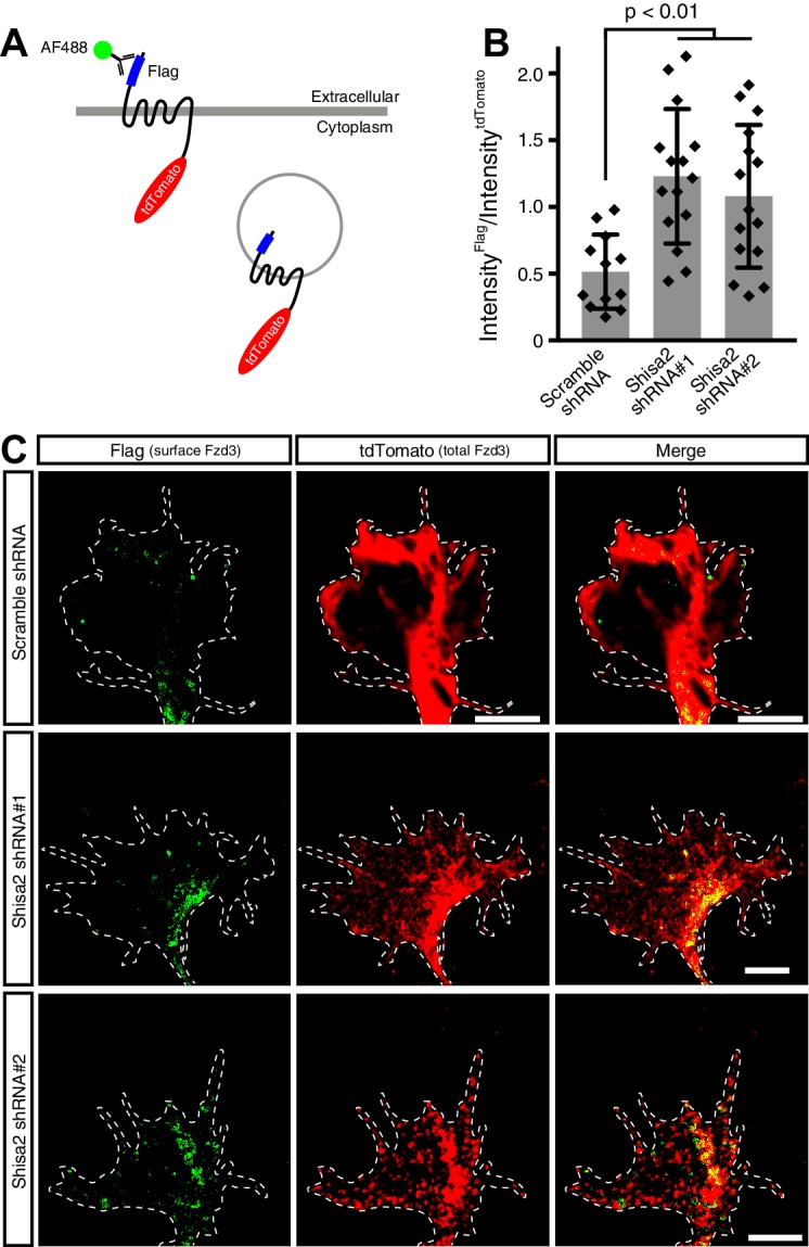 Figure 6—figure supplement 2.