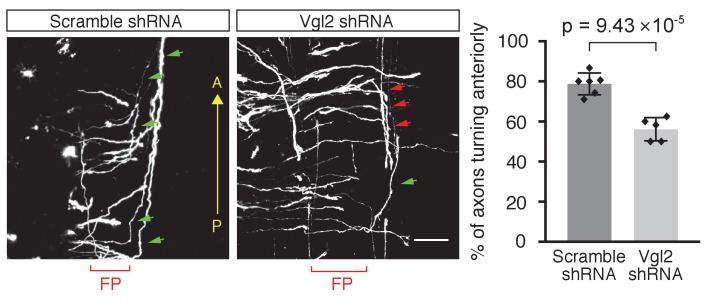 Figure 6—figure supplement 1.