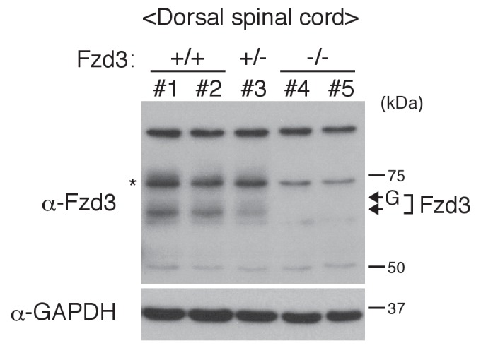 Figure 4—figure supplement 1.