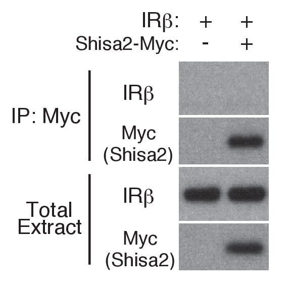 Figure 3—figure supplement 1.