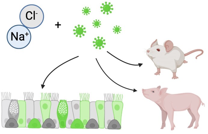 Graphical Abstract