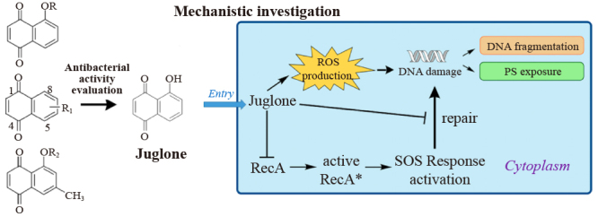 graphic file with name 11783_2023_1631_Fig1_HTML.jpg