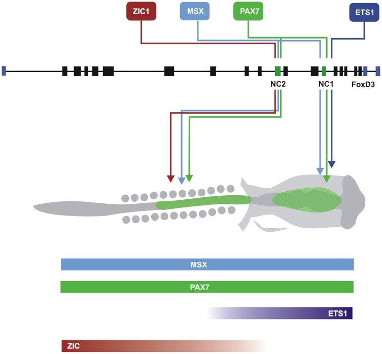 Figure 7