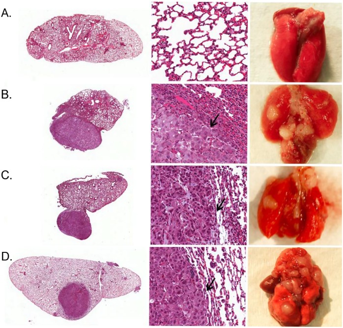 Fig 5