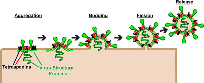 FIG 2