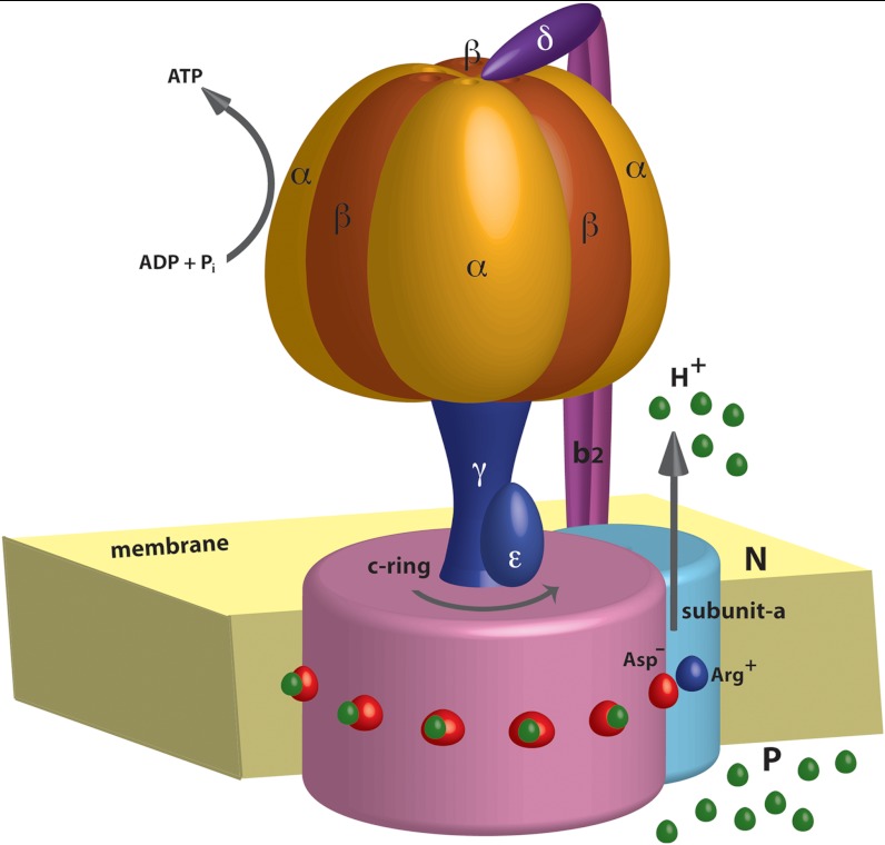 Fig. 1.