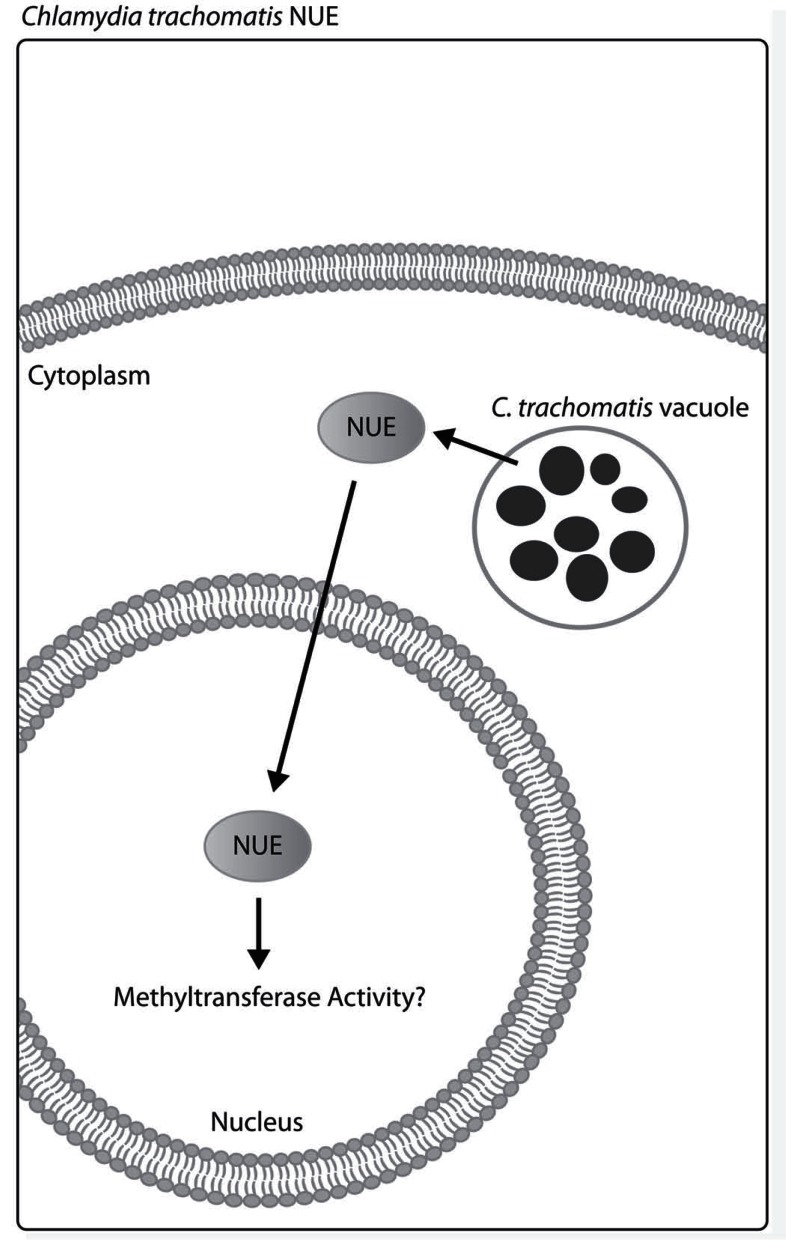 Fig. (5)