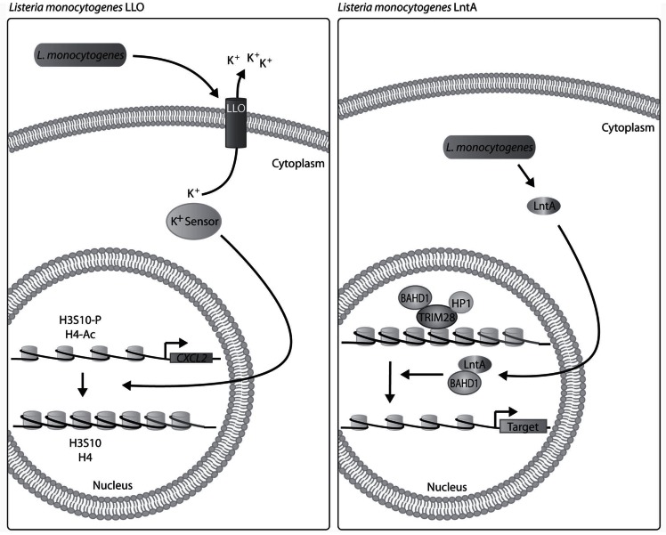 Fig. (4)