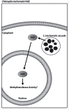 Fig. (5)