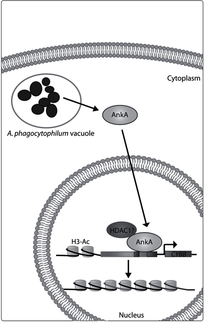 Fig. (2)