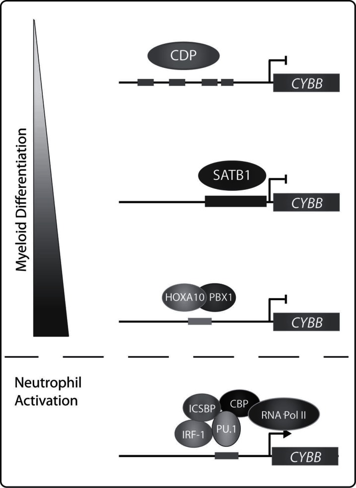 Fig. (1)