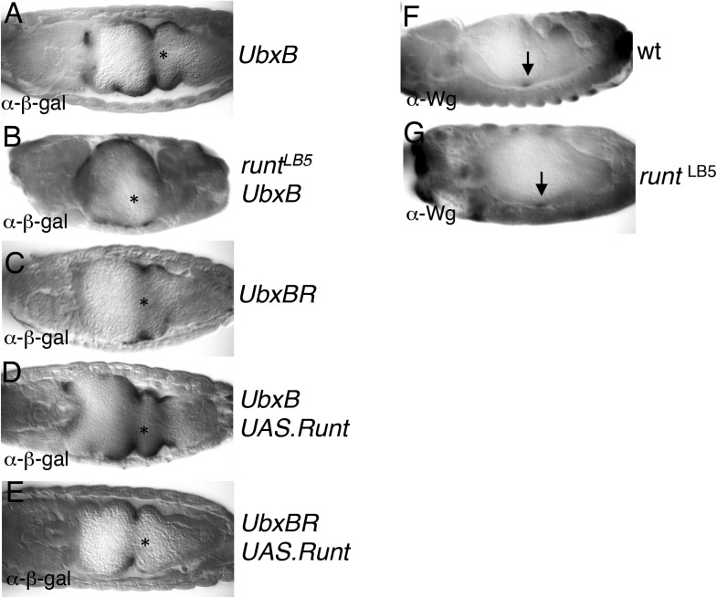 Figure 6—figure supplement 1.