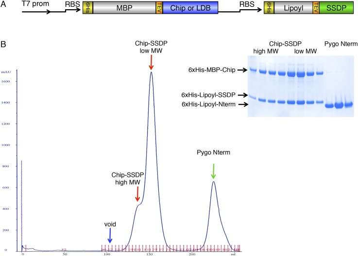 Figure 3—figure supplement 1.