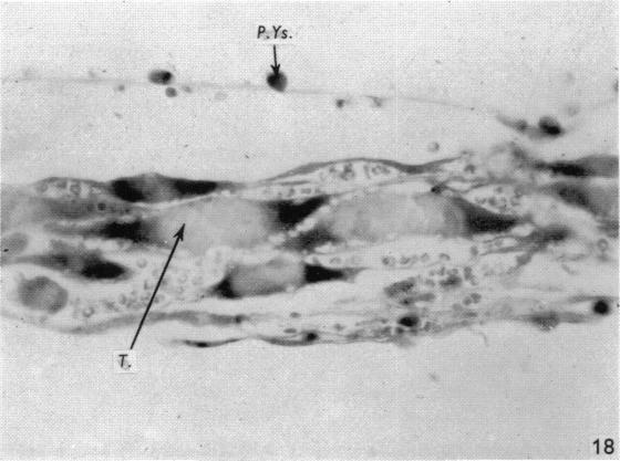 Fig. 18