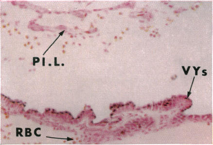 Fig. 14