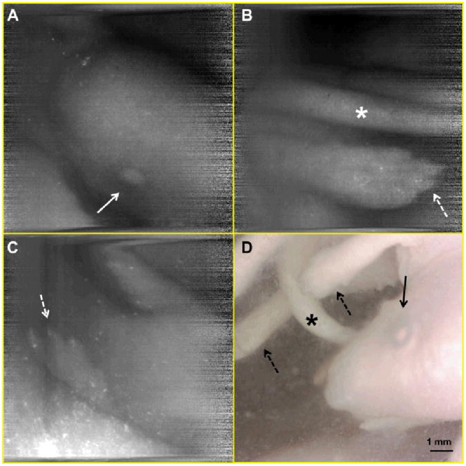 Fig. 5