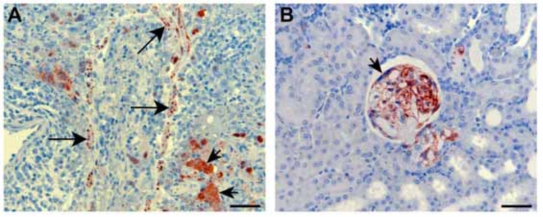 Fig. (1)