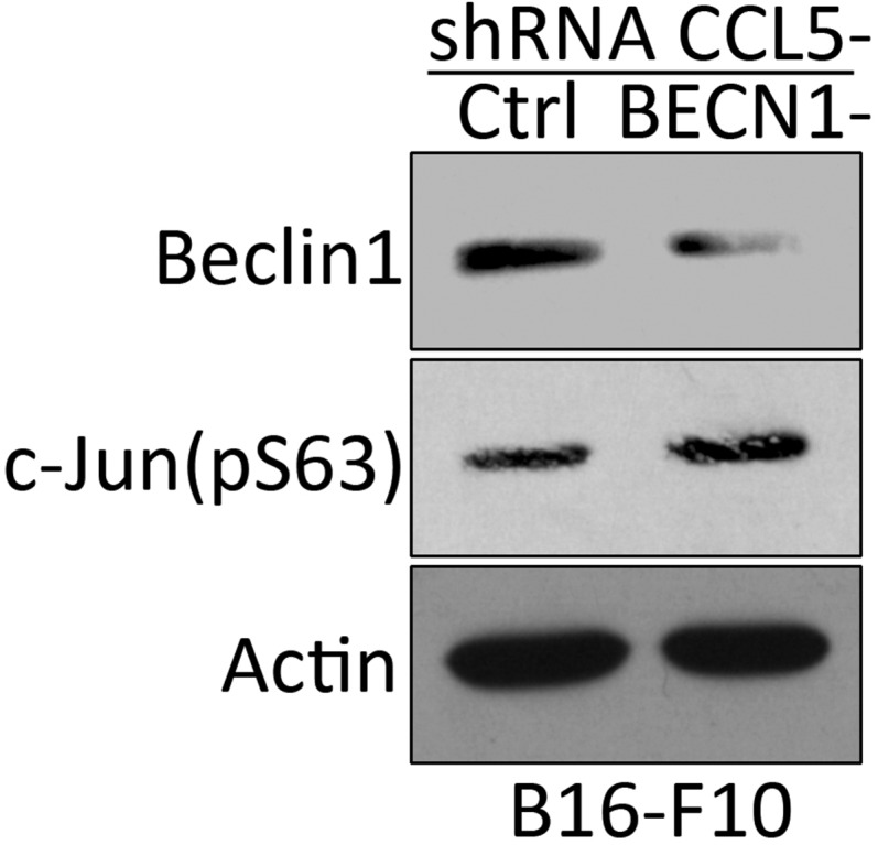 Fig. S7.