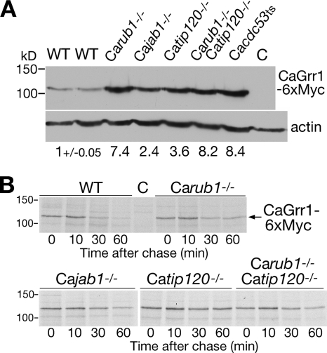 Fig 5