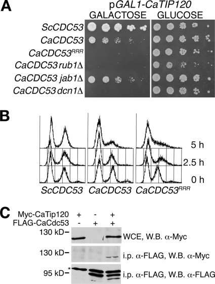 Fig 3