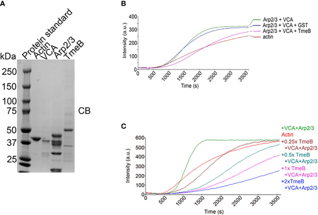 Figure 5