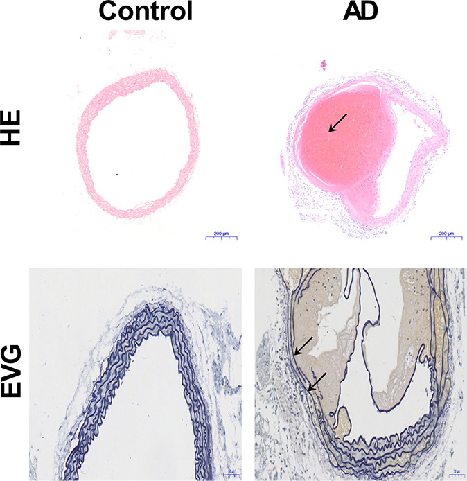 FIGURE 1.