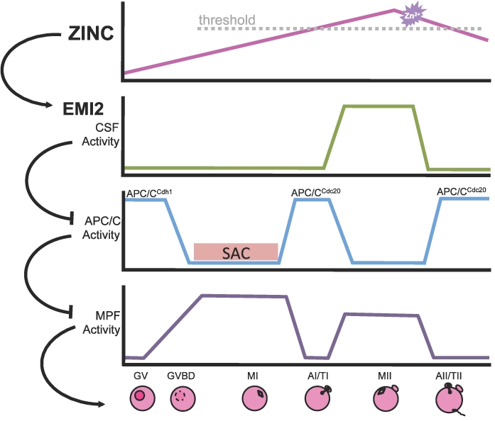 FIG. 7. 