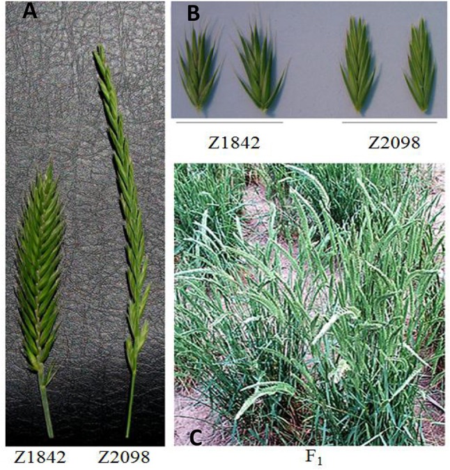 Figure 1