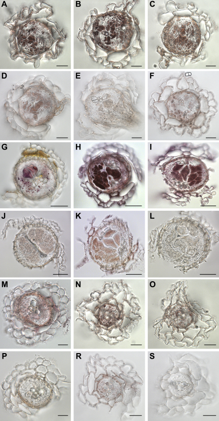 Fig. 6