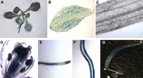 Fig. 3