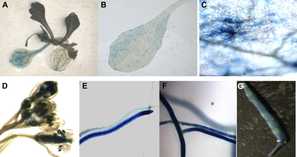 Fig. 4