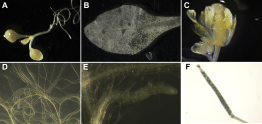 Fig. 2