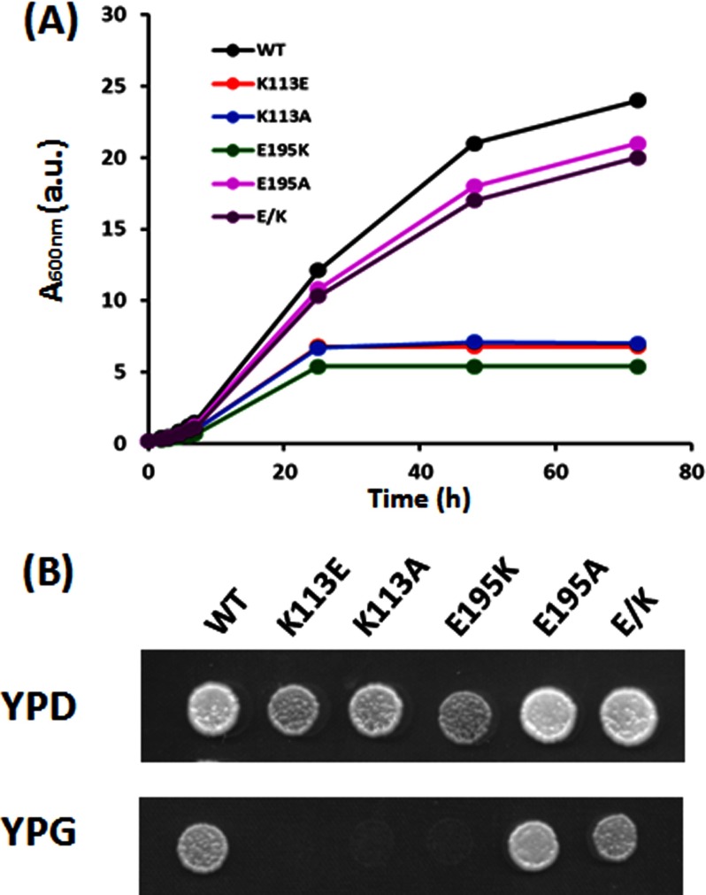 FIGURE 2.