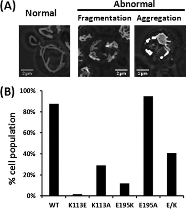 FIGURE 5.