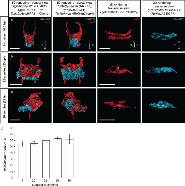 Figure 3—figure supplement 2.