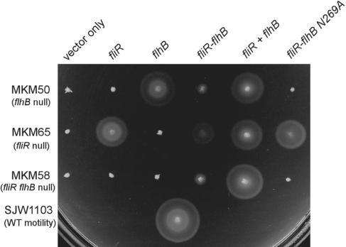 FIG. 2.