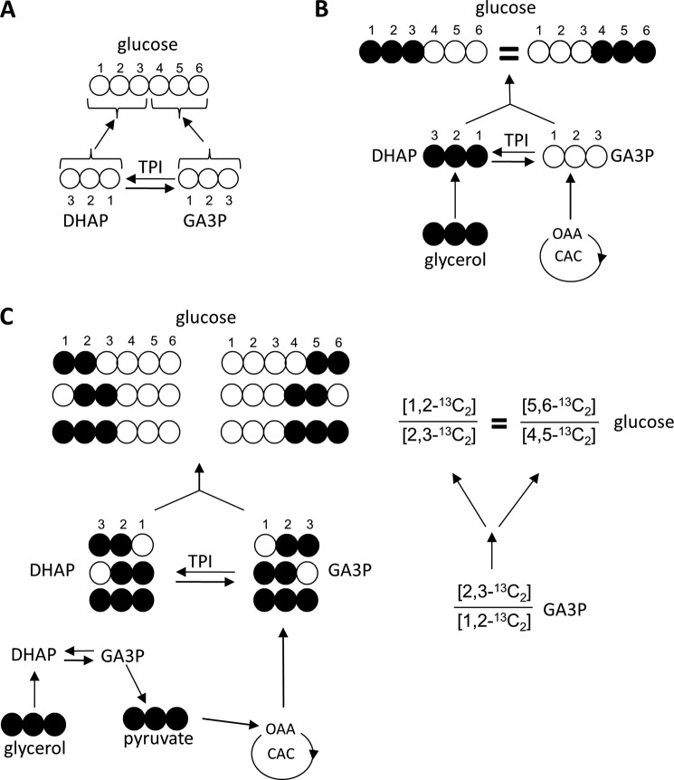 FIGURE 1.