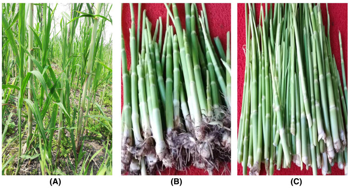 Fig. 1