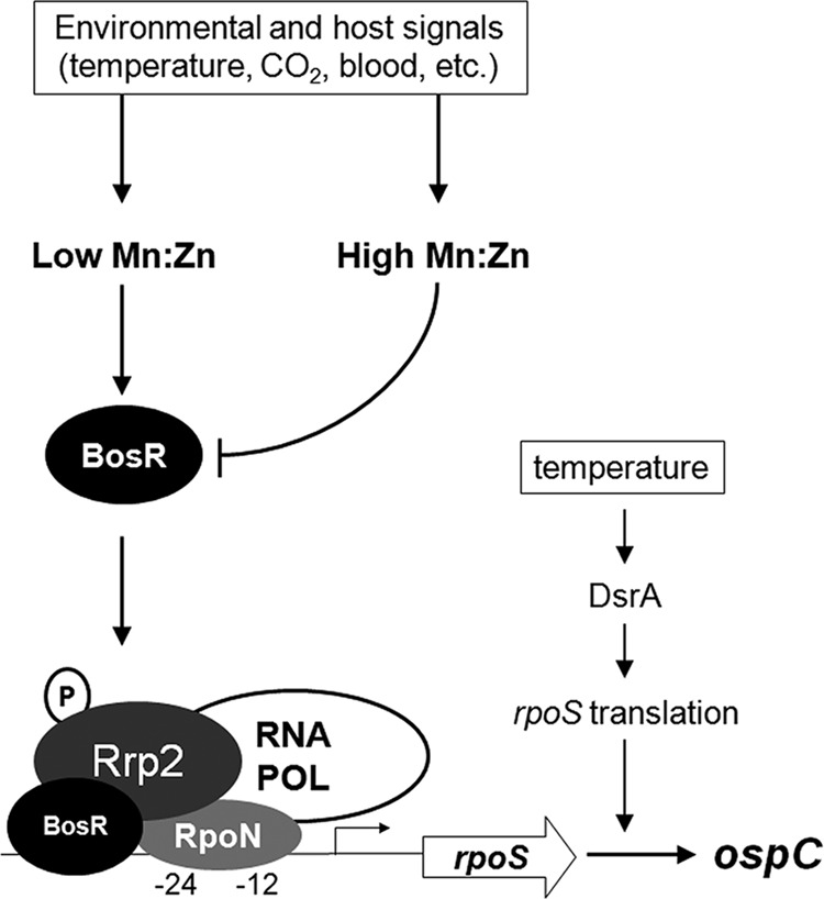 Fig 7