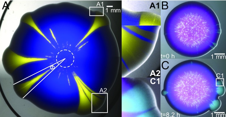 Fig. 1.