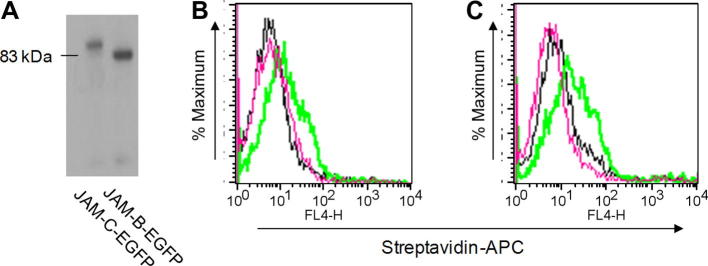 Fig.7