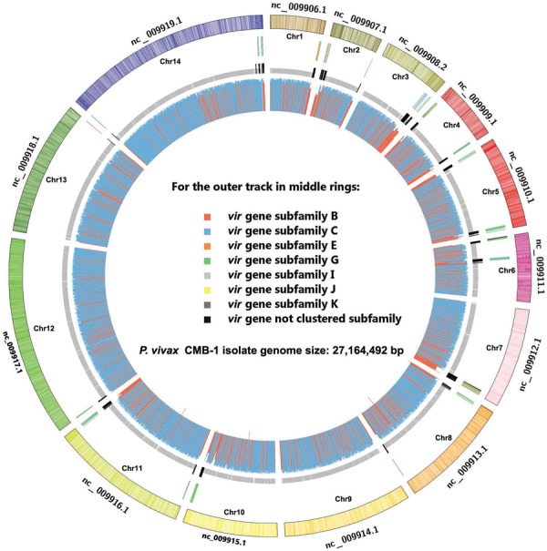 Genomic map of Plasmodium vivax China-Myanmar border area
(CMB)-1 isolate. The outermost circle shows the whole genome ofP.
vivax Salvador I reference strain. The next ring represents the
location of 295 vir genes, each subfamily marked in different
colour. The third ring shows the coding sequences zone of CMB-1 isolate scaffolds
and vir gene orthologs are indicated by black. The inner circle
shows the genomic map of P. vivax CMB-1 isolate and the histogram
represents the degree of similarity (blue: identity > 99%). The figure was
drawn using Circos (Krzywinski et al. 2009)
and alignment was performed using MUMmer 3.0 (Kurtz
et al. 2004).