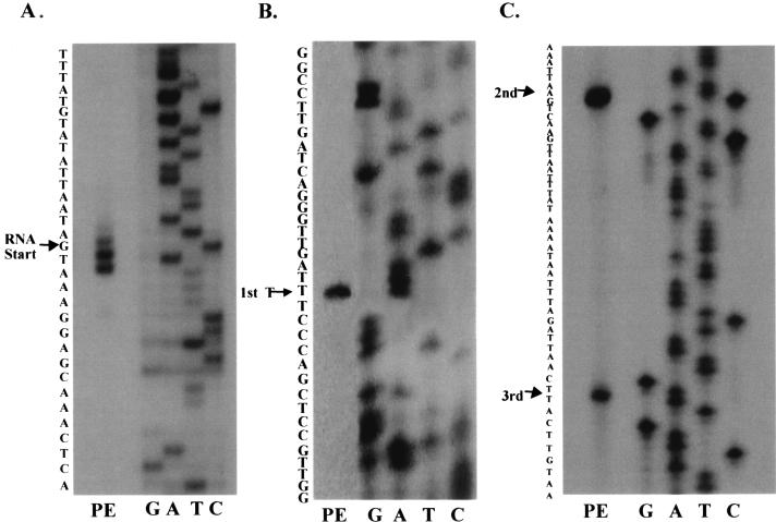 FIG. 1.