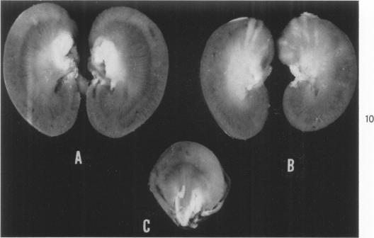 Fig. 10