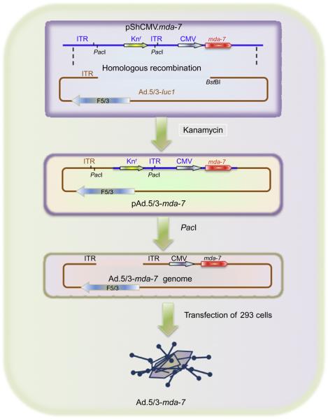 Figure 1.3