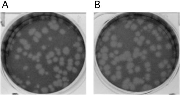 FIG. 5.