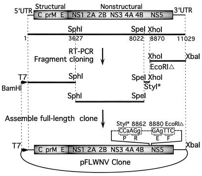 FIG. 1.