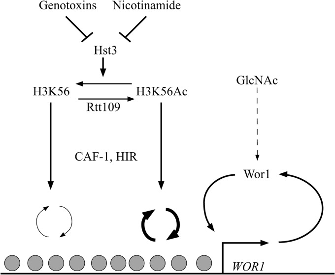 Fig 6